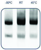 RNAstable® 96-well plate, for room temp preservation of RNA