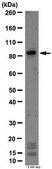 Anti-Integrin beta-3 Antibody from rabbit, purified by affinity chromatography