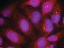 抗 CCNB1 (Ab-147) 兔抗 affinity isolated antibody