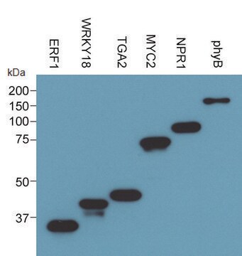 二代不含细胞的蛋白质表达试剂盒（小麦胚芽） An Eukaryotic Cell Free Protein Expression system (CFPE/CFPS) with High Yield and Excellent Scalability, 50 reactions