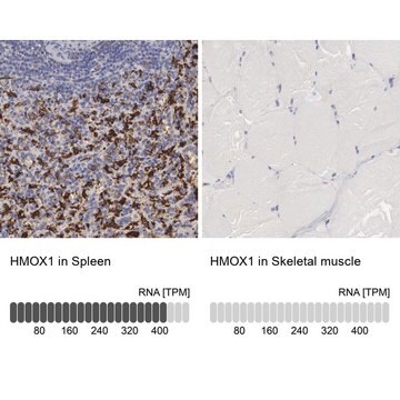 Anti-HMOX1 antibody produced in rabbit Prestige Antibodies® Powered by Atlas Antibodies, affinity isolated antibody, buffered aqueous glycerol solution