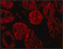 Anti-XIAP antibody produced in rabbit affinity isolated antibody, buffered aqueous solution