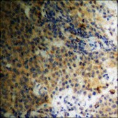 Anti-phospho-TGF β Receptor II (pSer225/250) antibody produced in rabbit affinity isolated antibody