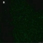 Anti-phospho-TrkB (Tyr816) Antibody, clone 2C21 ZooMAb® Rabbit Monoclonal recombinant, expressed in HEK 293 cells