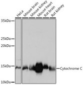 Anti- Cytochrome C antibody produced in rabbit