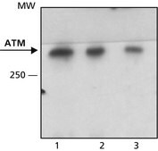 抗-ATM抗体，小鼠单克隆 clone MAT3-4G10/8, purified from hybridoma cell culture