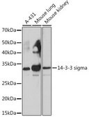 Anti-14-3-3 sigma antibody produced in rabbit