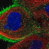 Anti-USP4 antibody produced in rabbit affinity isolated antibody, buffered aqueous glycerol solution
