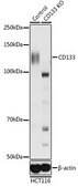 Anti- CD133 antibody produced in rabbit