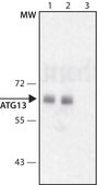 Anti-ATG13 antibody produced in rabbit ~1.0 mg/mL, affinity isolated antibody