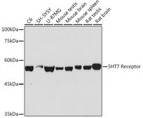 Anti-5HT7 Receptor Antibody, clone 4E6D2, Rabbit Monoclonal