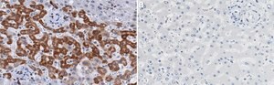 Anti-p-PDHA1-Ser232 Antibody, clone 2D5 ZooMAb® Rabbit Monoclonal recombinant, expressed in HEK 293 cells