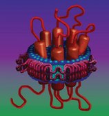 Membrane Scaffold Protein 1E3D1 recombinant, expressed in E. coli, buffered aqueous solution