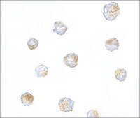 Anti-ORAI3 antibody produced in rabbit affinity isolated antibody, buffered aqueous solution