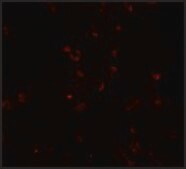 Anti-FREM2 antibody produced in rabbit affinity isolated antibody, buffered aqueous solution