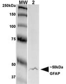 Monoclonal Anti-Lar/Ptprf - Apc antibody produced in mouse clone S165-38, purified immunoglobulin