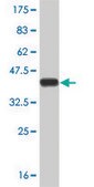 ANTI-STAT5B antibody produced in mouse clone 2D1, purified immunoglobulin, buffered aqueous solution