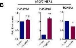 Anti-dimethyl-Histone H3 (Lys9) Antibody Upstate®, from rabbit