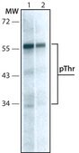 Monoclonal Anti-Phosphothreonine antibody produced in mouse clone PTR-8, ascites fluid
