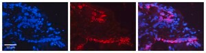 Anti-KRT7 antibody produced in rabbit affinity isolated antibody