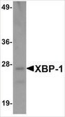 Monoclonal Anti-XBP-1 antibody produced in mouse clone 3H1G4, purified immunoglobulin, buffered aqueous solution