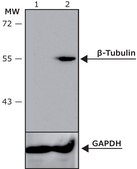抗-β-微管蛋白III 兔抗 affinity isolated antibody, buffered aqueous solution