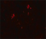 Anti-SUMO2/3 antibody produced in rabbit affinity isolated antibody, buffered aqueous solution
