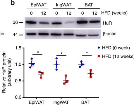 Anti-HuR Antibody Upstate®, from rabbit