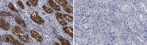 Anti-Ezrin Antibody, clone 1D15 ZooMAb® Rabbit Monoclonal recombinant, expressed in HEK 293 cells
