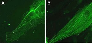 LentiBrite α-actinin-GFP Lentiviral Biosensor
