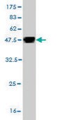 Monoclonal Anti-GOLPH4 antibody produced in mouse clone 5E11, purified immunoglobulin, buffered aqueous solution