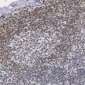 Anti-IFI16 antibody produced in rabbit Prestige Antibodies® Powered by Atlas Antibodies, affinity isolated antibody, buffered aqueous glycerol solution