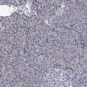 Anti-BSG antibody produced in rabbit Prestige Antibodies® Powered by Atlas Antibodies, affinity isolated antibody, buffered aqueous glycerol solution