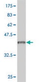 Monoclonal Anti-IL18RAP antibody produced in mouse clone 4G4, purified immunoglobulin, buffered aqueous solution