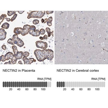 Anti-NECTIN2 antibody produced in rabbit Prestige Antibodies&#174; Powered by Atlas Antibodies, affinity isolated antibody, buffered aqueous glycerol solution