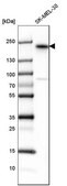 Anti-ERBB3 antibody produced in rabbit Prestige Antibodies® Powered by Atlas Antibodies, affinity isolated antibody, buffered aqueous glycerol solution