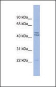 Anti-PON1 antibody produced in rabbit affinity isolated antibody
