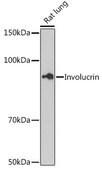 Anti-Involucrin Antibody, clone 8H7B3, Rabbit Monoclonal