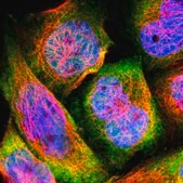 Anti-HSPA4 antibody produced in rabbit Prestige Antibodies® Powered by Atlas Antibodies, affinity isolated antibody, buffered aqueous glycerol solution