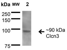 Monoclonal Anti-Glun1-Nr1 antibody produced in mouse clone S308-48, purified immunoglobulin