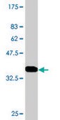 Monoclonal Anti-PER2 antibody produced in mouse clone 5C10, purified immunoglobulin, buffered aqueous solution