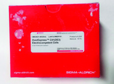 OverExpress™ C41(DE3)电感受态细胞 for the highest protein expression