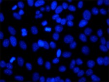 bisBenzimide H 33258 powder, BioReagent, suitable for cell culture, ≥98% (HPLC and TLC)