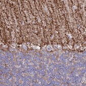 Anti-AQP4 antibody produced in rabbit affinity isolated antibody, Prestige Antibodies® Powered by Atlas Antibodies, buffered aqueous glycerol solution