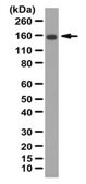 Anti-Kinectin Antibody from rabbit, purified by affinity chromatography