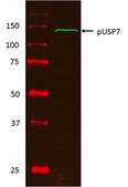 磷酸化USP7（Ser18）抗体 from rabbit, purified by affinity chromatography