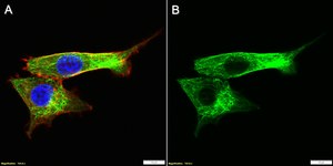 Anti-α Tubulin Antibody, clone 2F2 ZooMAb® Rabbit Monoclonal recombinant, expressed in HEK 293 cells