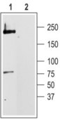 抗 钙通道（α 1C 亚基）（L-型电压门控 Ca2+ 通道） 兔抗 affinity isolated antibody