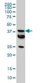 Monoclonal Anti-MT antibody produced in mouse clone 2F2, purified immunoglobulin, buffered aqueous solution