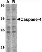 Anti-Caspase-4 antibody produced in rabbit affinity isolated antibody, buffered aqueous solution